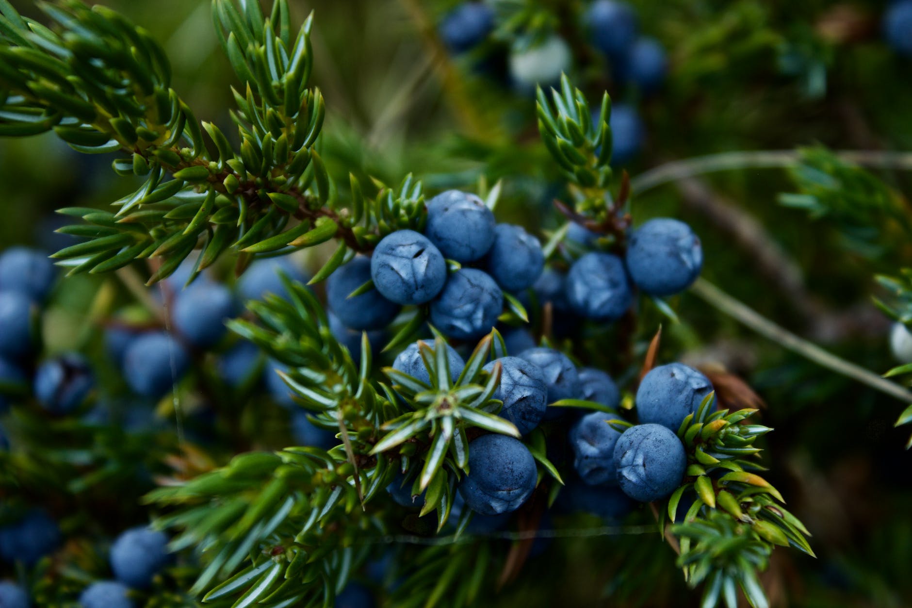 close up photo of blueberries in nature