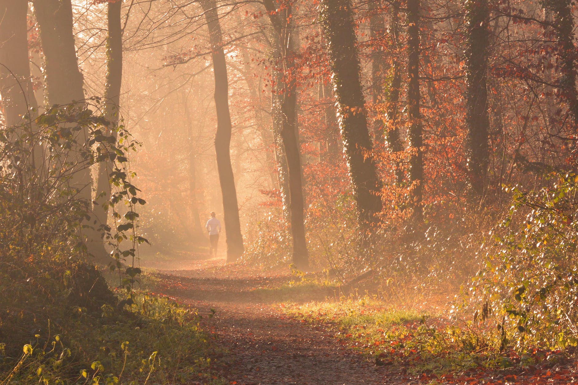 running in nature, a forest, 